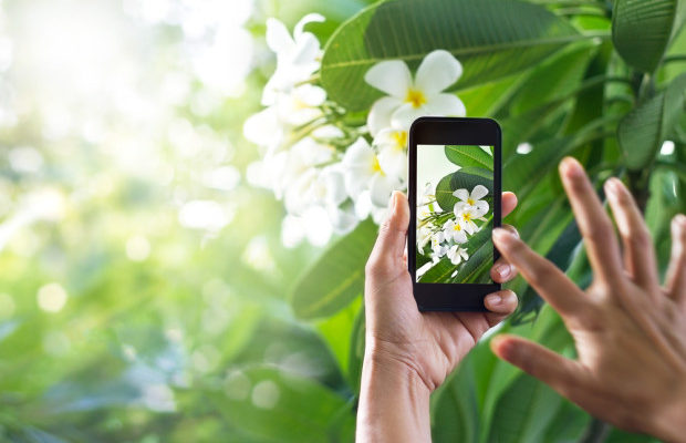 Review Plantsnap A Smart Ai App That Can Identify Any Plant You Review Plantsnap A Smart Ai App That