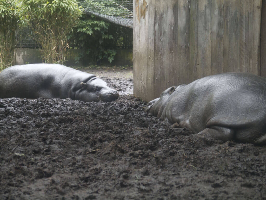 Hippos near