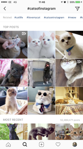 These are the cats of Instagram – users include the hashtag #catsofinstagram in the captions photos of their cats 