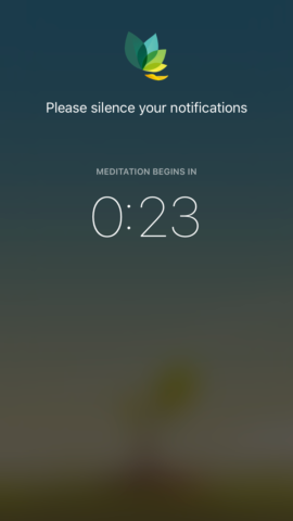 Oak meditation