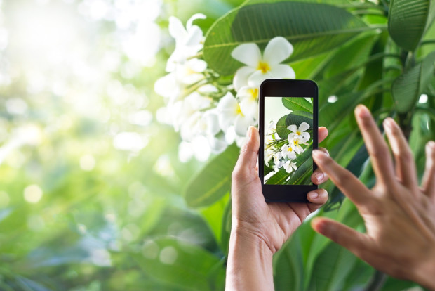 PlantSnap app that identifies plants TapSmart