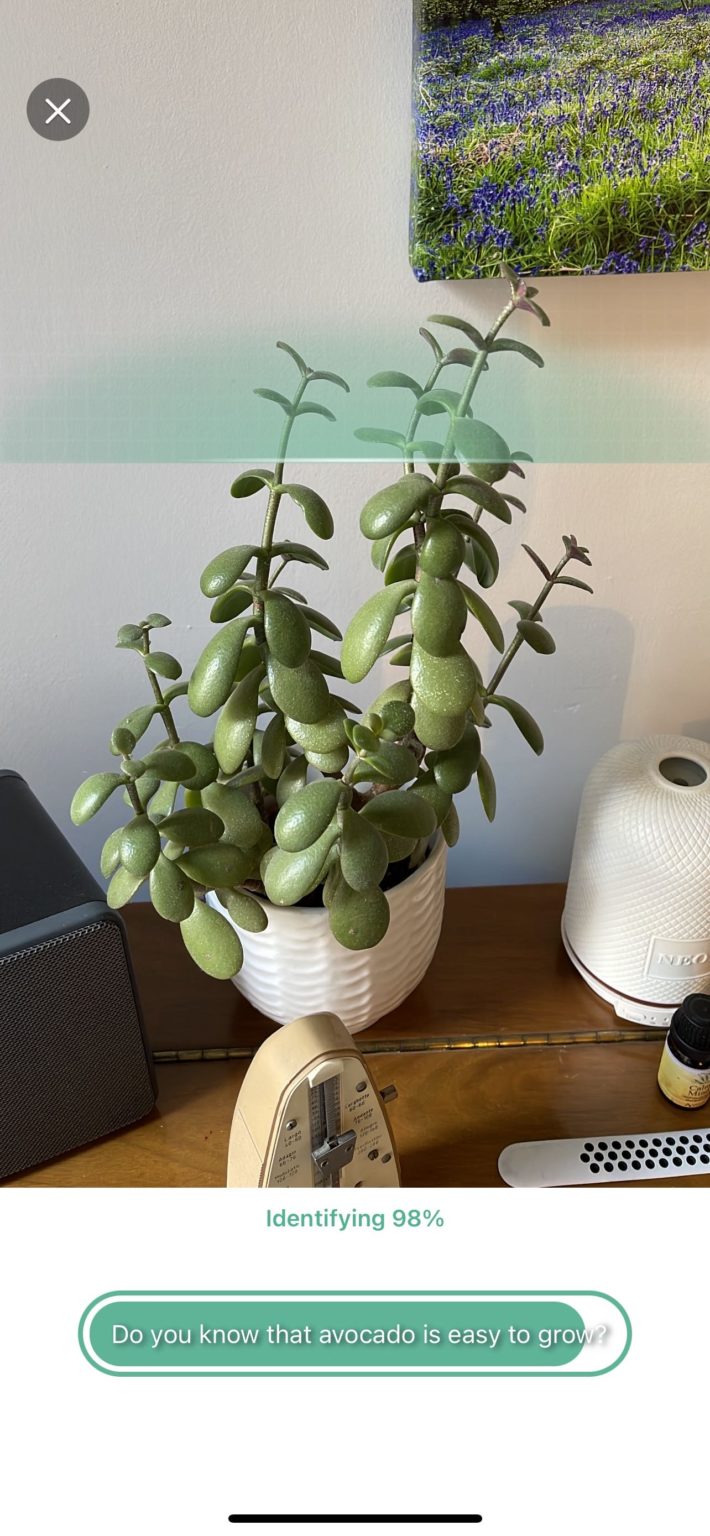 PictureThis how to identify and nurture plants TapSmart