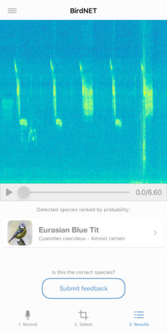 BirdNET identification